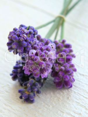 Lavendel