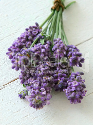 Lavendel