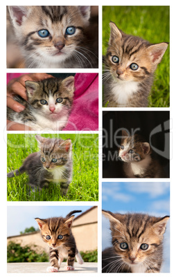 katzen collage