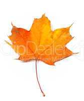 autumn yellow maple leaf