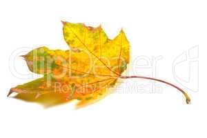 dry autumn maple-leaf on white background