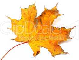 autumn yellowed maple leaf isolated on white background