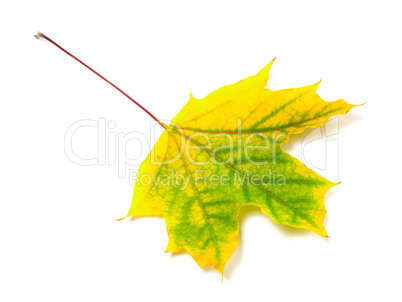 autumn maple-leaf
