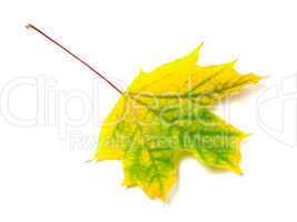 autumn maple-leaf