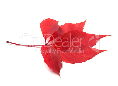 red autumn virginia creeper leave