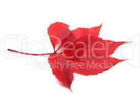 red autumn virginia creeper leave