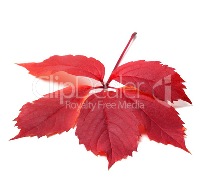 autumn red leave (virginia creeper leaf)