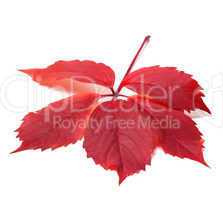 autumn red leave (virginia creeper leaf)