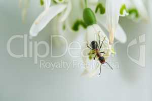 Snowdrop Flowers