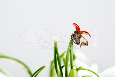 Snowdrop Flowers