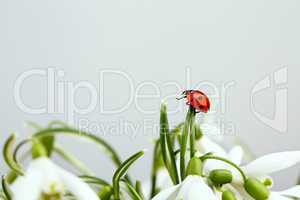 Snowdrop Flowers