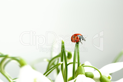 Snowdrop Flowers