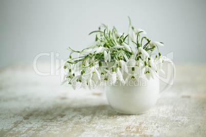 snowdrop flowers
