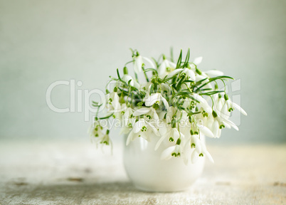 snowdrop flowers