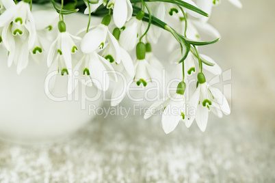 snowdrop flowers