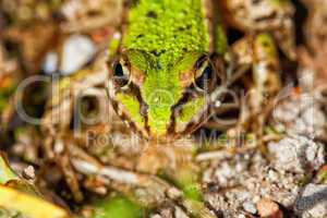 Teichfrosch - Pelophylax esculentus