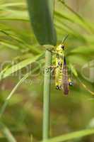 Sumpfschrecke - Stethophyma grossum