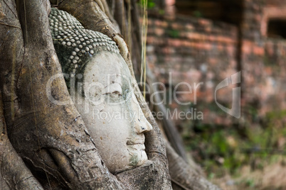Buddha head in roots