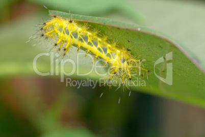 Spiny yellow caterpillar