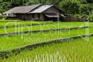 Farm and terrace rice field