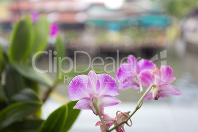 orchidée fleur