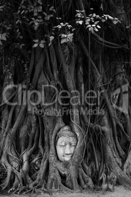 buddha head in tree roots