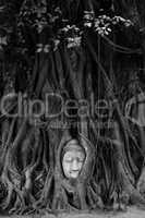 buddha head in tree roots
