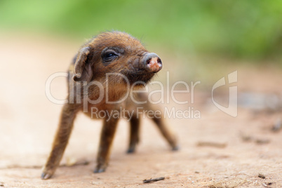 cute little pig