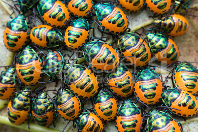 jewel beetle swarm