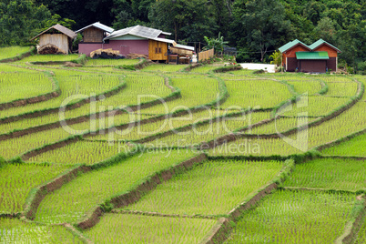 farm and terrace rice field
