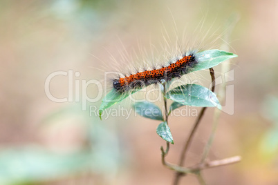 poilu caterpillar