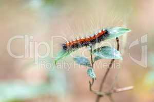 poilu caterpillar