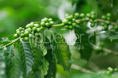 coffee tree plantation