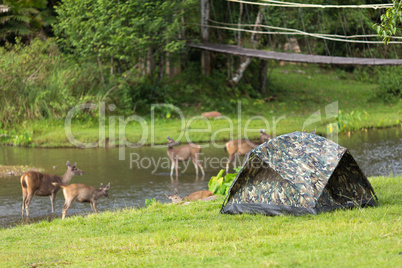 camping with deers