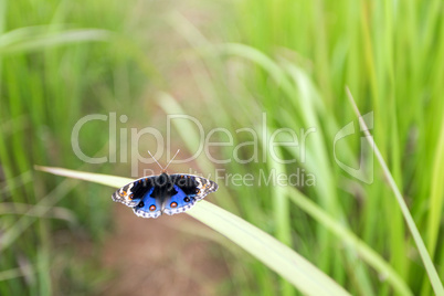 papillon sur les herbe