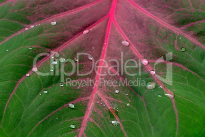 drops on caladium leaf