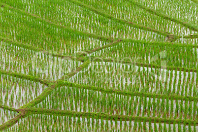 terrace field plantation