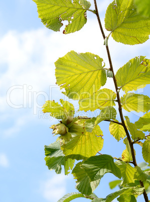 Hazelnuts