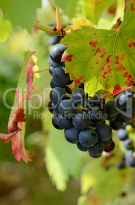 Grapes