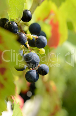 Grapes