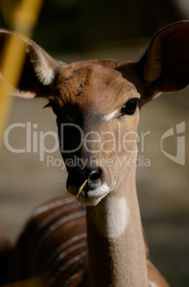 Kleiner Kudu