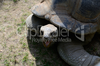 Seychellen Riesenschildkröte