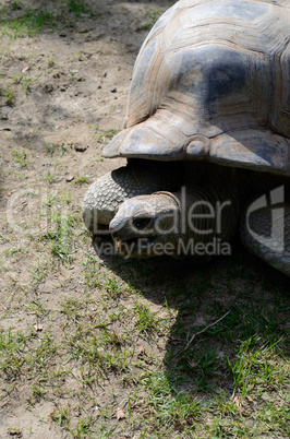 Seychellen Riesenschildkröte