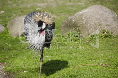 Black Crowned Crane, Balearica pavonina