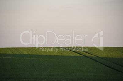 Background of a rye field