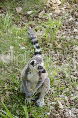 Ring tailed lemur, Lemur catta