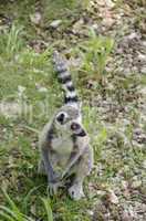 Ring tailed lemur, Lemur catta