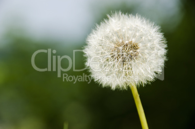 Dandelion clock