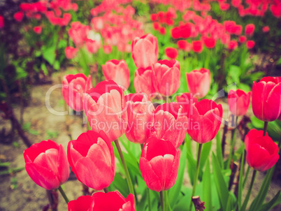 retro look tulips