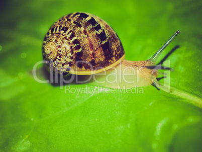 retro look snail slug